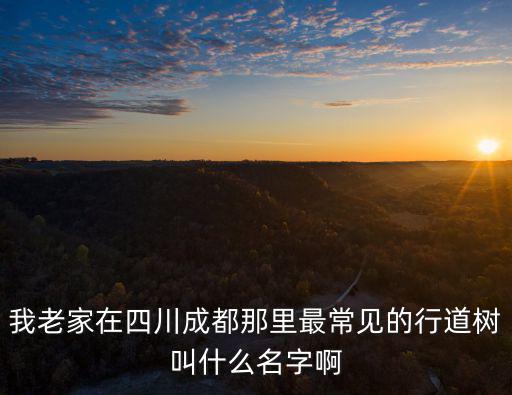 我老家在四川成都那里最常見的行道樹叫什么名字啊