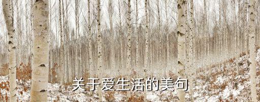 關(guān)于愛生活的美句