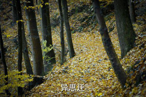 什么異思遷，異思遷