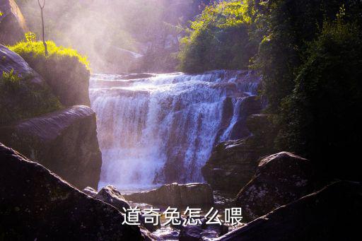  道奇兔怎么喂