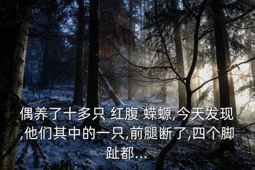 紅腹蠑螈,玻璃缸養和水草有益健康!