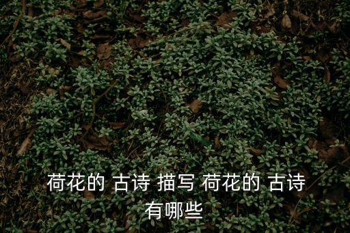  荷花的 古詩 描寫 荷花的 古詩有哪些