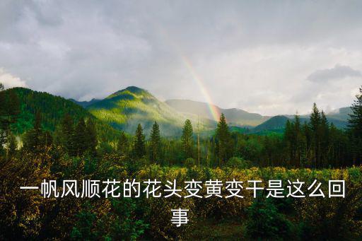 一帆風順圖片,不耐旱不耐澇一帆風順迎春節