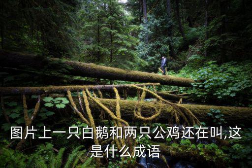 圖片上一只白鵝和兩只公雞還在叫,這是什么成語(yǔ)