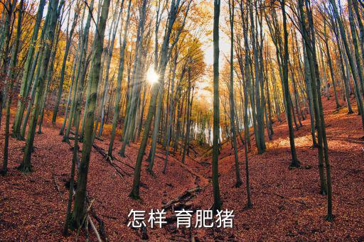 育肥豬,三元雜交母豬育肥要選好品種和最好雜交組合
