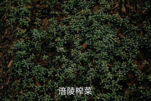 涪陵榨菜