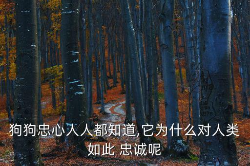 狗為什么忠誠,為什么狗這么好!原來是因為它對主人的忠誠