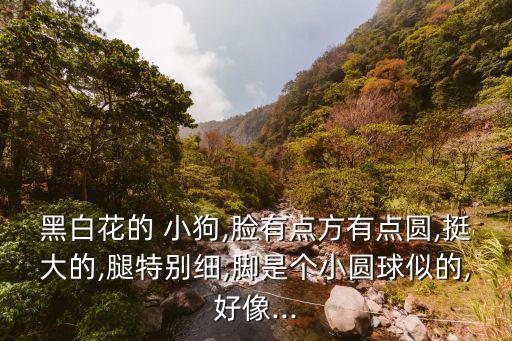 黑白花的 小狗,臉有點方有點圓,挺大的,腿特別細,腳是個小圓球似的,好像...