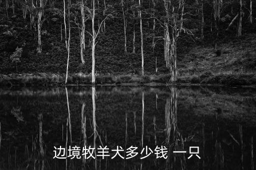 邊境牧羊犬多少錢 一只