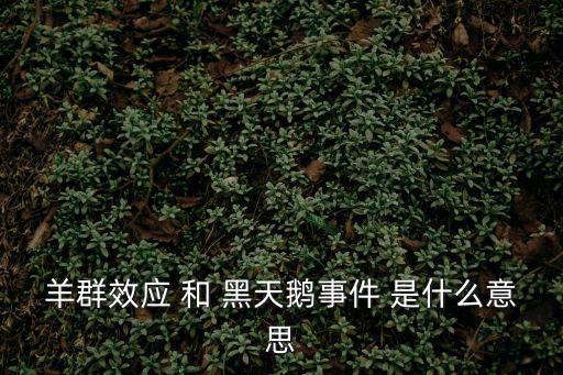 羊群效應(yīng) 和 黑天鵝事件 是什么意思