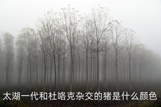 太湖一代和杜咯克雜交的豬是什么顏色