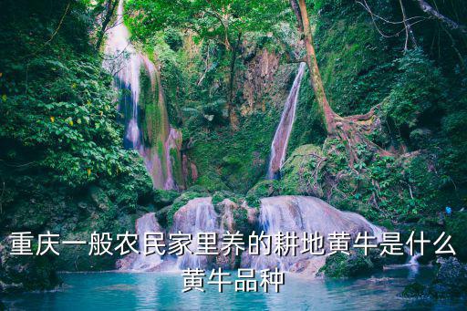 重慶一般農民家里養的耕地黃牛是什么黃牛品種