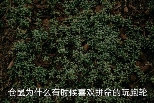  倉鼠為什么有時候喜歡拼命的玩跑輪