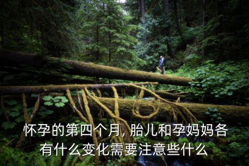  懷孕的第四個月, 胎兒和孕媽媽各有什么變化需要注意些什么