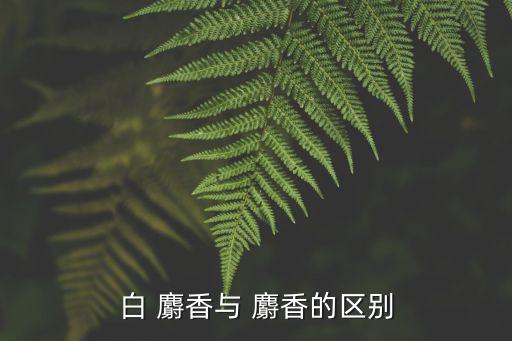 白 麝香與 麝香的區別