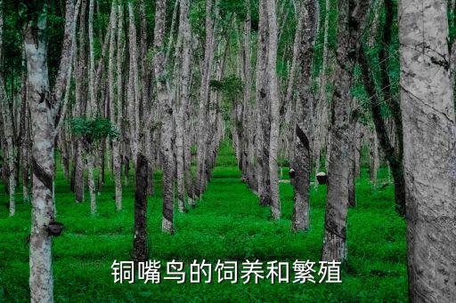銅嘴鳥的飼養和繁殖