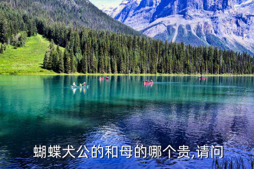 蝴蝶犬多少錢一只,小狗比公狗貴?可以學5次指令
