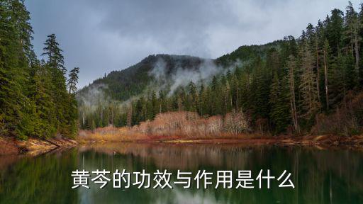 黃芩的作用,黃芩瀉火解毒止血安胎功效顯著