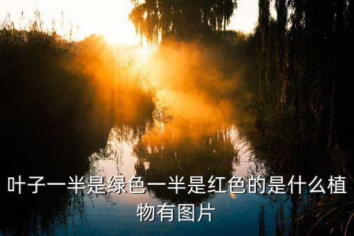 葉子一半是綠色一半是紅色的是什么植物有圖片