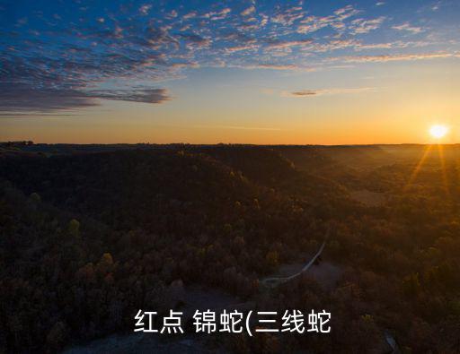  紅點(diǎn) 錦蛇(三線蛇