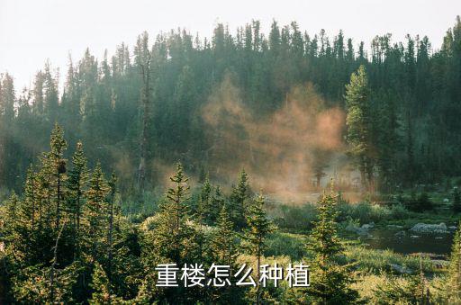 重樓種子育苗技術,關于重樓種子的介紹