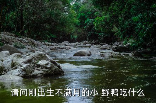 請問剛出生不滿月的小 野鴨吃什么