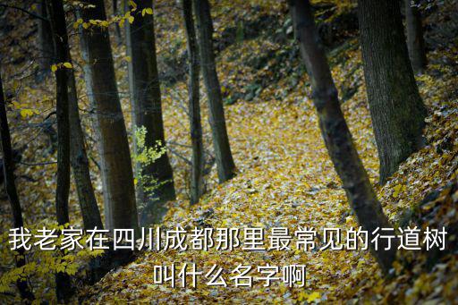 我老家在四川成都那里最常見的行道樹叫什么名字啊