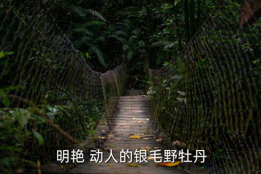  明艷 動(dòng)人的銀毛野牡丹