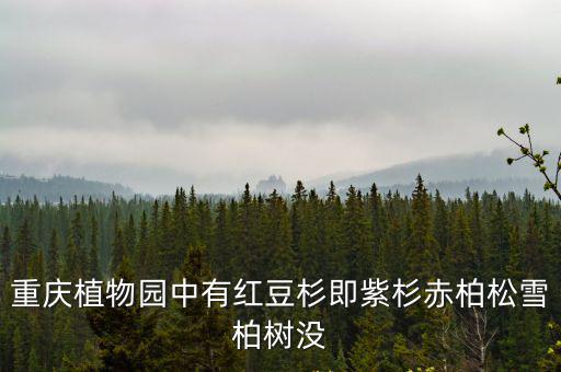 重慶植物園中有紅豆杉即紫杉赤柏松雪柏樹沒