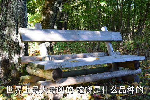 世界上最大最兇的 螳螂是什么品種的