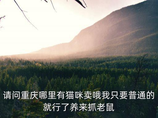 請問重慶哪里有貓咪賣哦我只要普通的就行了養(yǎng)來抓老鼠