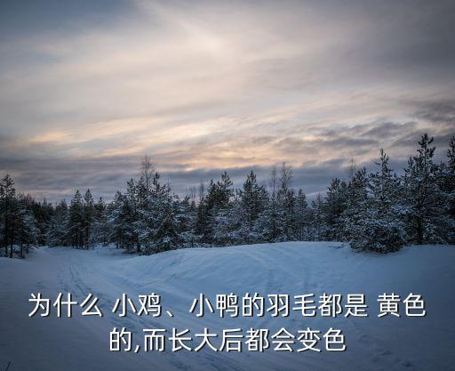 為什么 小雞、小鴨的羽毛都是 黃色的,而長大后都會變色