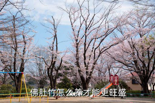 佛肚竹,佛肚竹子怎么培育