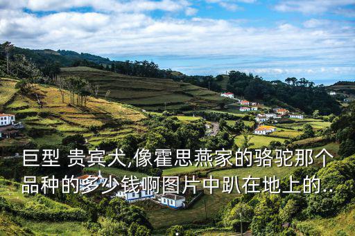 巨型 貴賓犬,像霍思燕家的駱駝那個(gè)品種的多少錢啊圖片中趴在地上的...