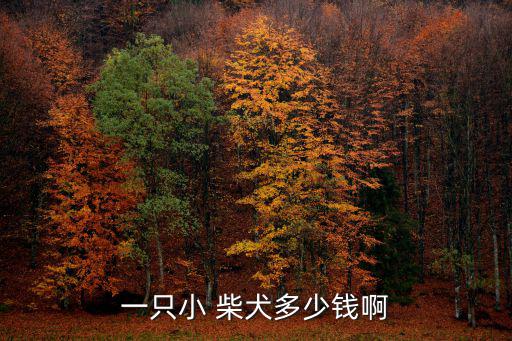 柴犬多少錢,日本引進柴犬價格較低主要是養殖成本高