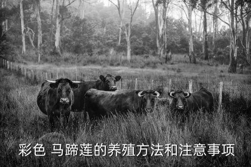 彩色馬蹄蓮,彩色馬蹄荷花種植法繁殖法比較麻煩