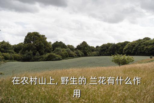 野生蘭花,野生蘭花的魅力