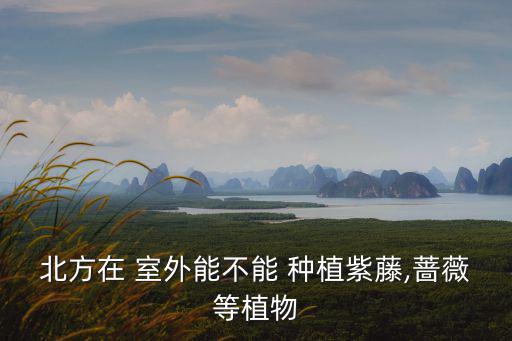 室外種植,紫藤適合在室外種植三角梅和南方種植