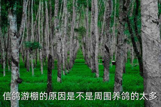 信鴿游棚的原因是不是周圍養(yǎng)鴿的太多