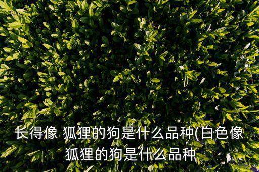 意大利狐貍犬,長得像狐貍的狗有很多!