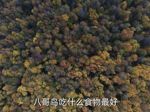  八哥鳥吃什么食物最好