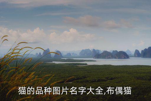 貓的品種圖片名字大全,布偶貓