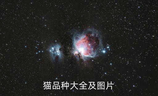 貓品種大全及圖片