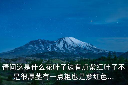 紫邊碧玉,本地最美的春節(jié)禮物!