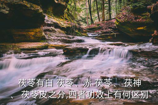 茯神與茯苓的區(qū)別,區(qū)分茯神和茯神茯神藥材性味甘無毒