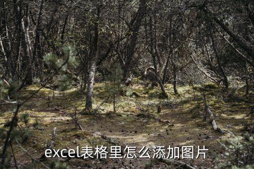 表的圖片,如何在excel表格中插入圖片?