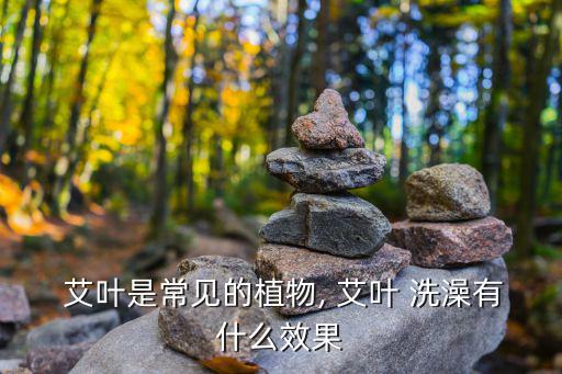  艾葉是常見的植物, 艾葉 洗澡有什么效果