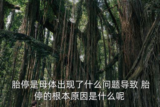  胎停是母體出現了什么問題導致 胎停的根本原因是什么呢