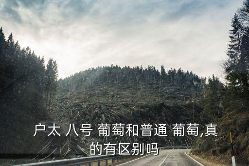 戶太八號葡萄,戶太八號葡萄成熟上市時間為7月中旬