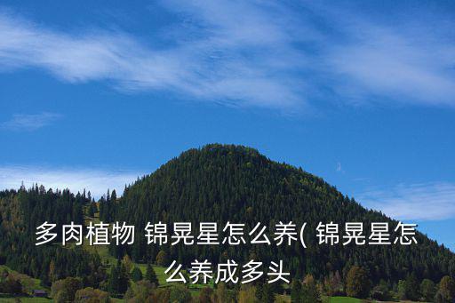多肉植物 錦晃星怎么養( 錦晃星怎么養成多頭